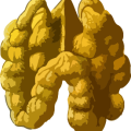 walnut2lores-300px.png