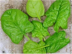 giant_noble_spinach.jpg