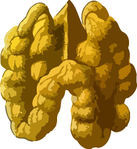 walnut2lores-300px.png