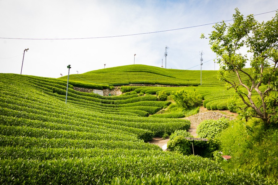 Tea fields in Wazuka, Japan