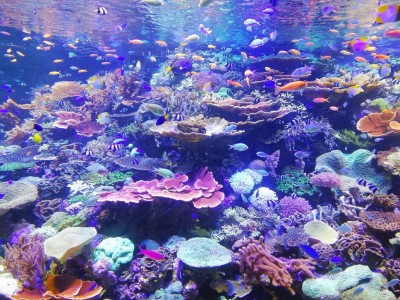 Katsuko's Aquarium